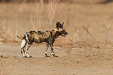 Fototapeta premium African wild dog pup walking in Mana Pools National Park in Zimbabwe