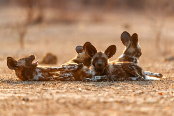 African wild dog pups waking up at sunrise in Mana Pools National Park in Zimbabwe - obrazy, fototapety, plakaty