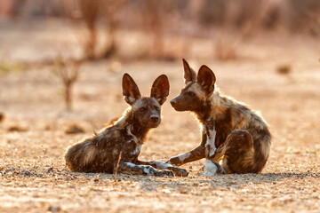 African wild dog pups waking up at sunrise in Mana Pools National Park in Zimbabwe