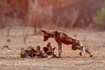 African wild dog pups waking up at sunrise in Mana Pools National Park in Zimbabwe
