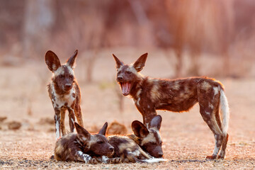 African wild dog pups waking up at sunrise in Mana Pools National Park in Zimbabwe