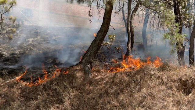 Fuerte grande incendio con mucho y extenso fuego alto desastre forestal incendiando pastizal pasto cerca de casas en zona residencial