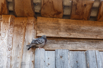 rock dove bird sitting on a wooden door under the roof of a barn
