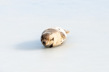 A large grey harp seal or harbour seal on white snow and tall yellow grass steering forward with a sad face. The wild gray seal has long whiskers, light fur or skin, dark eyes, and heart shaped nose. 