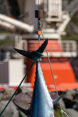 Atlantic bluefin tuna hanging by its dark blue and silver color tail with yellow caudal finlets leading down the body of the big saltwater fish. The giant tuna is hung to prepare for market and sale. 