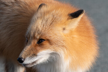 Obraz premium A cute young wild true red fox, Vulpes Vulpes, standing on all four paws attentively staring ahead as it hunts. It has a sharp piercing stare, orange soft fluffy fur, pointy ears, and a long red tail.