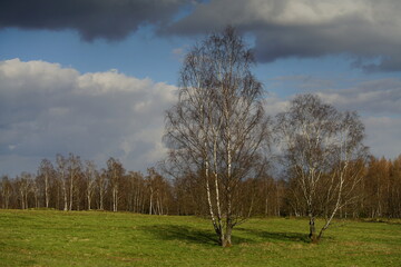 Taiga und Heide Landschaft mit Birken, Betula pendula, Land und Wiese mit Bäumen