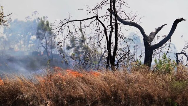 Fuerte grande incendio con mucho y extenso fuego alto desastre forestal incendiando pastizal pasto cerca de casas en zona residencial