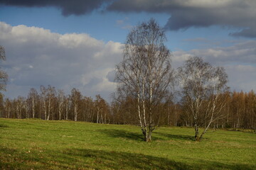 Taiga und Heide Landschaft mit Birken, Betula pendula, Land und Wiese mit Bäumen