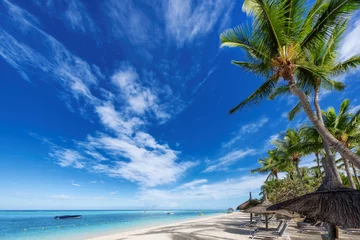 Crédence de cuisine en verre imprimé Le Morne, Maurice Palm trees in tropical sunny beach resort in Paradise island.
