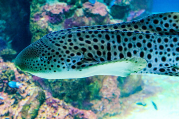 a shark is swimming in a big fish tank