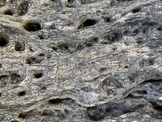 natural tree trunk texture, tree bark background, wood background.