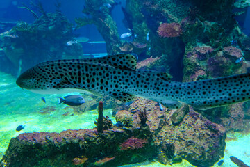 a shark is swimming in a big fish tank