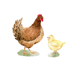 Bird hen and yellow chick, watercolor illustration isolated on white background.