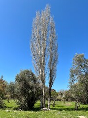 Obraz premium Tall poplar tree without leaves and a short olive tree together in spring.