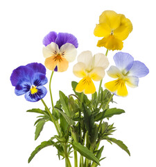 Pansy flowers mix - 498131469