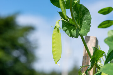 Vibrant green sweet pea pods growing on a vine on a farm. The raw organic string beans are hanging...