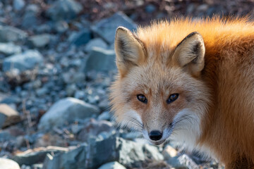 A cute young wild red fox, Vulpes Vulpes, standing on its legs attentively staring behind. It has a...