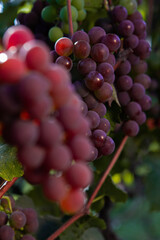 Uva roxa