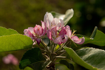 Flor de maça