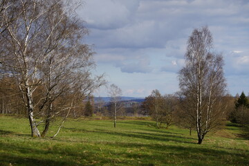 Taiga und Heide Landschaft mit Birken, Betula pendula, Land und Wiese mit Bäumen