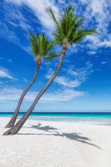 Paradise beach. Coco palms in tropical white sand beach and the turquoise sea on Caribbean island.	
