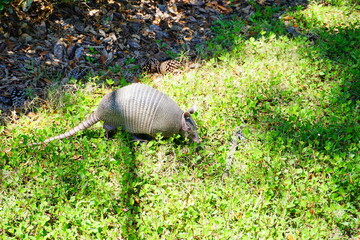 Armadillo is looking for food in grass	