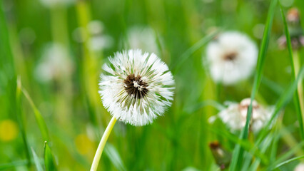 dandelion on grass field closeup green