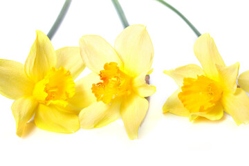 Obraz na płótnie Canvas Yellow daffodils isolated on white background