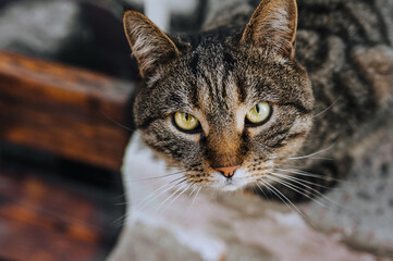 Close-up portrait of a gray, tabby cat with beautiful yellow eyes, sitting in nature. Animal photography.