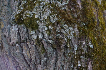 Stamm einer alten knorrigen Eiche, Quercus robur