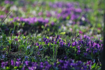 Naklejka premium field of flowers