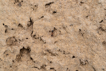 ant on ground