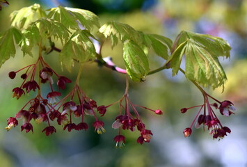 Junge Blätter und Blüten eines Japanischen Ahornbaums