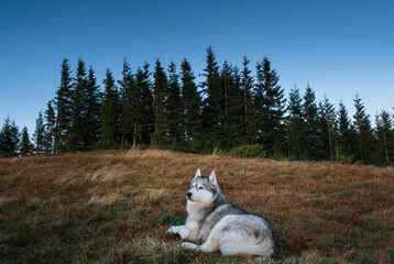 Siberian husky dog is outside with pine trees on background