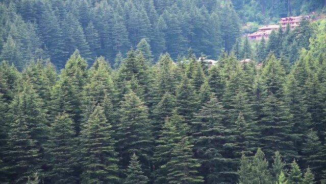 Few red top forest huts can be seen amidst dense cedar forest. The green thick forest creates a perfect mountain landscape. Forest valley captured during monsoon in Himachal Pradesh, India. 