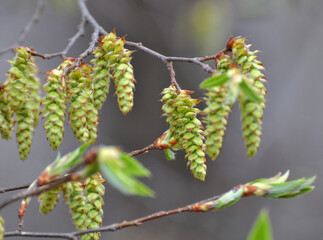 Flowers on a hornbeam branch