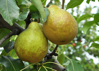 Pears ripen on the tree branch.