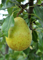 Pears ripen on the tree branch.