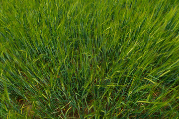 Fototapeta na wymiar green barley grass in the wind