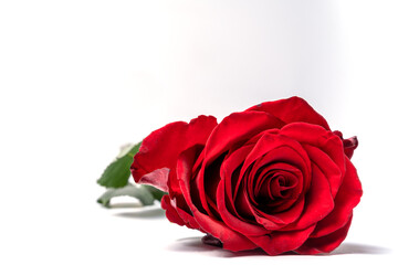 Beatiful bouquet of red roses flowers on white background.