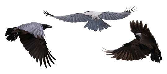 three dark large crows on white