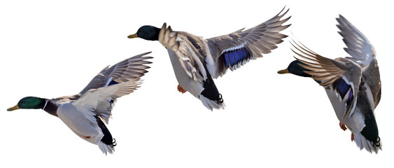 three flying mallard duck drakes on white - obrazy, fototapety, plakaty