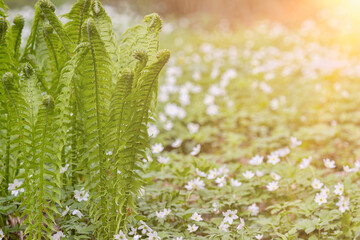fern bushes between small white flowers under sunlight