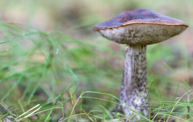 Obraz na płótnie Canvas dark brown cap boletus in grass