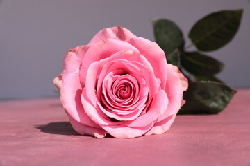 pink rose on a wooden table