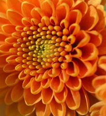 orange flower closeup