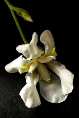 Fototapeta na wymiar weiße blüte der iris, nach der griechischen göttin des regenbogens benannt