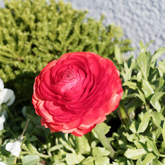 (Ranunculus asiaticus) Renoncule des fleuristes Géante d'Anjou' à fleur globuleuse rouge lumineux 