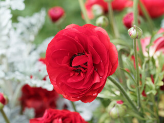 (Ranunculus asiaticus) Renoncule des fleuristes 'Géante d'Anjou'  à fleurs doubles, globuleuses...
